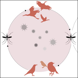 Sorveglianza entomologica dei virus West Nile e Usutu in Emilia-Romagna nel 2024