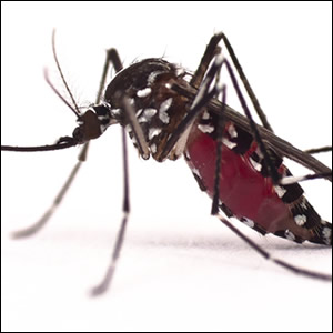 Studio sull’attività biologica invernale di Aedes albopictus 