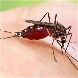 Sorveglianza per il rischio di introduzione di Aedes aegypti in Emilia-Romagna