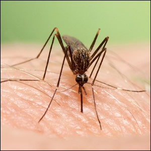 Aggiornamenti sulle zanzare invasive Aedes koreicus e Aedes japonicus in Emilia-Romagna
