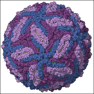 ZIKA virus