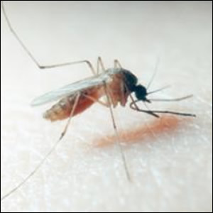 Culex pipiens - zanzara comune
