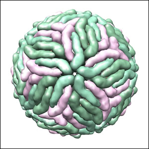 DENGUE virus