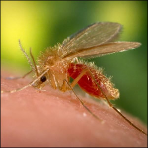 CLIMOS: un sistema di previsione della presenza flebotomi