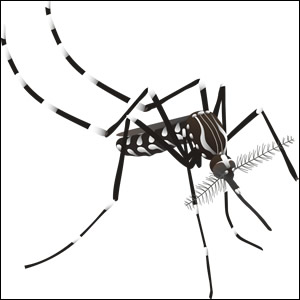 Sorveglianza per il rischio di introduzione di Aedes aegypti in Emilia-Romagna 2025
