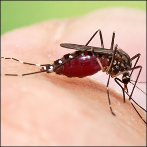 Nuove evidenze sulle zanzare invasive in Emilia-Romagna