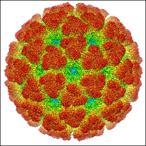 Ripresa globale del virus Chikungunya: allerta anche in Europa